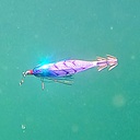 DUEL SQUID FISHING SERIES ULTRA PICCA 80 (A1862)